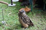 wald_jagdtag_25_06_2023 (311)